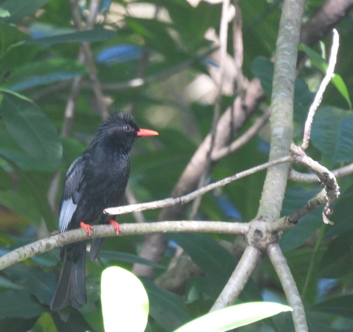 Black Bulbul - ML645249702