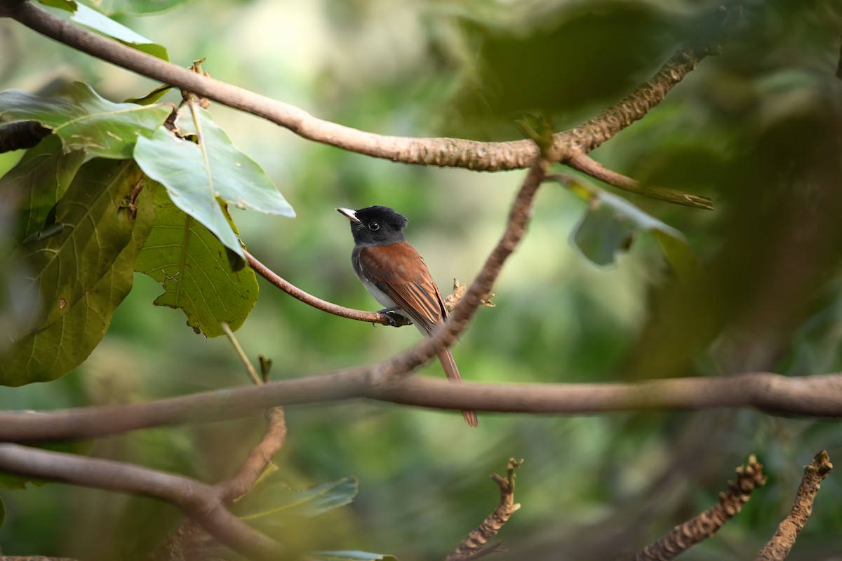 Black Paradise-Flycatcher - ML645249707