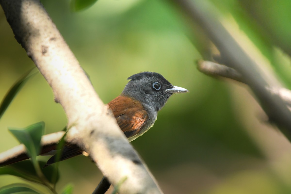 Black Paradise-Flycatcher - ML645249708