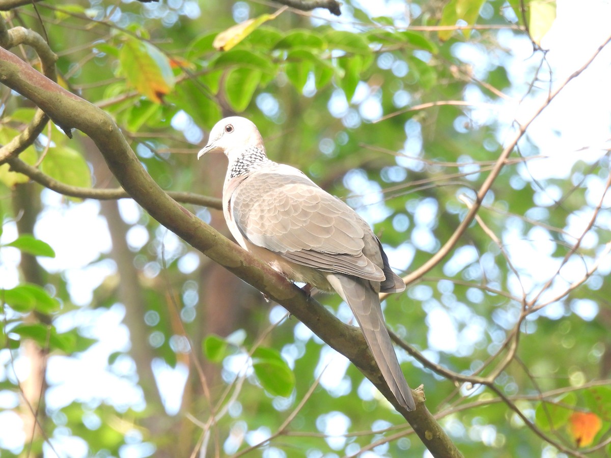 Spotted Dove - ML645249713