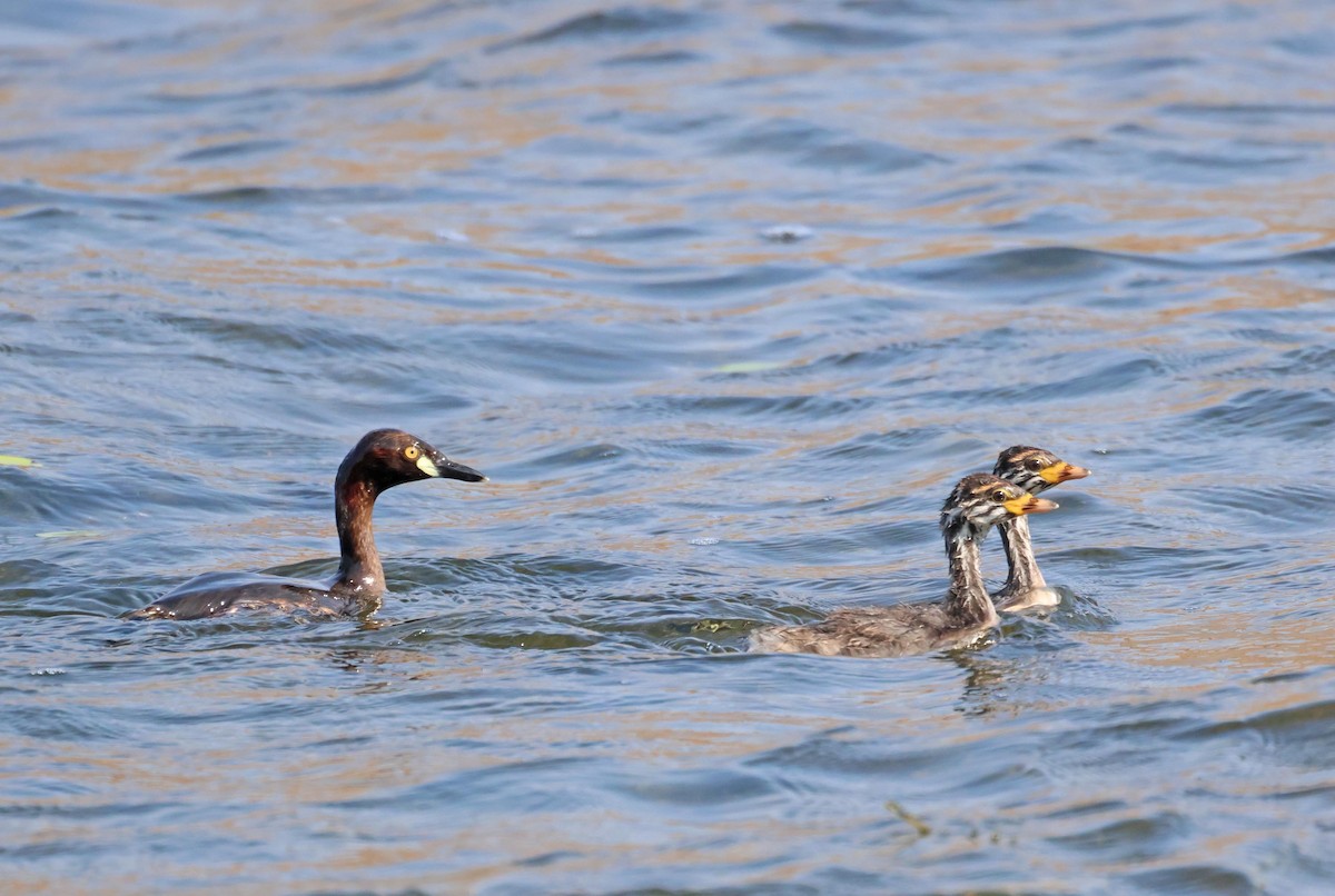 Australasian Grebe - ML645249718