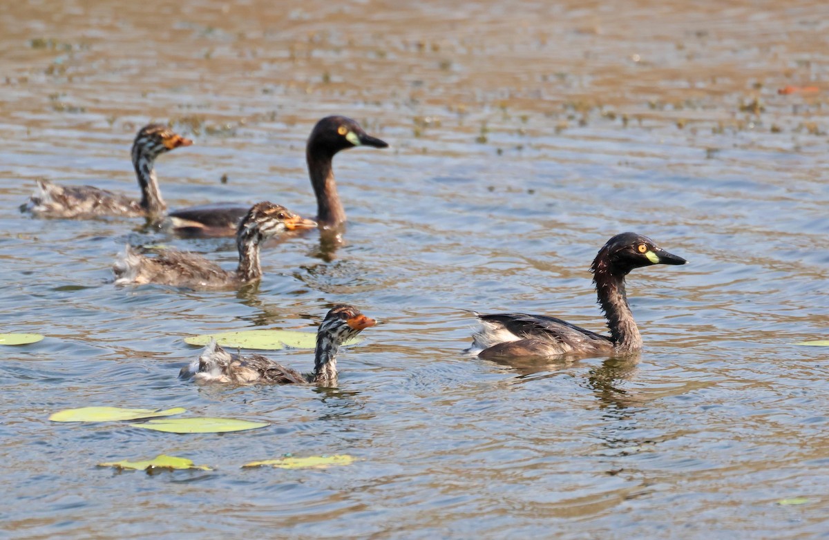 Australasian Grebe - ML645249720