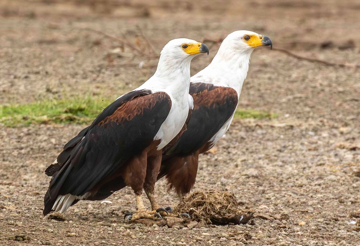 African Fish-Eagle - ML645249730