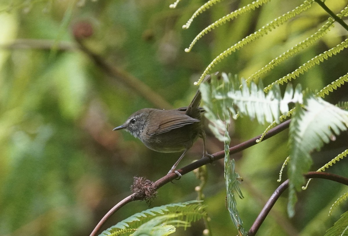 Aberrant Bush Warbler (Sunda) - ML645249733