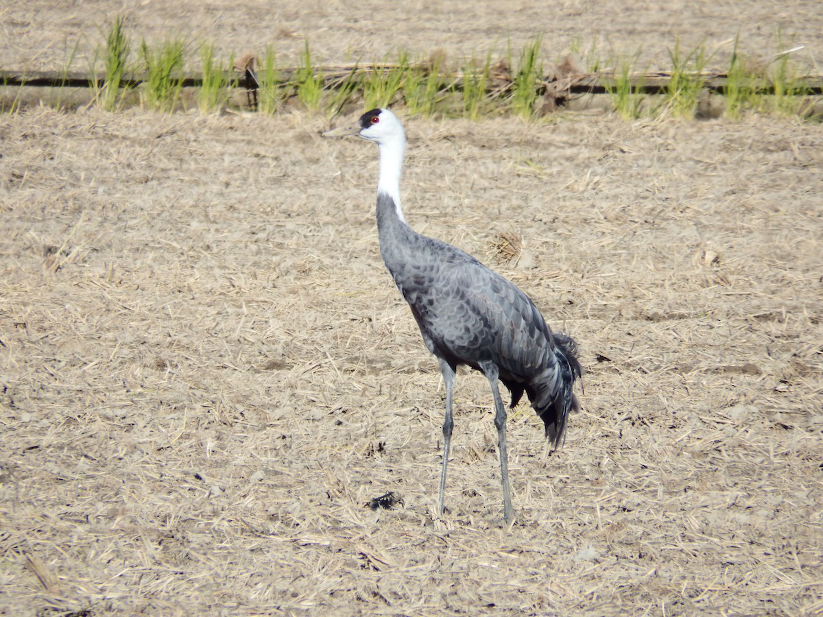 Hooded Crane - ML645249740