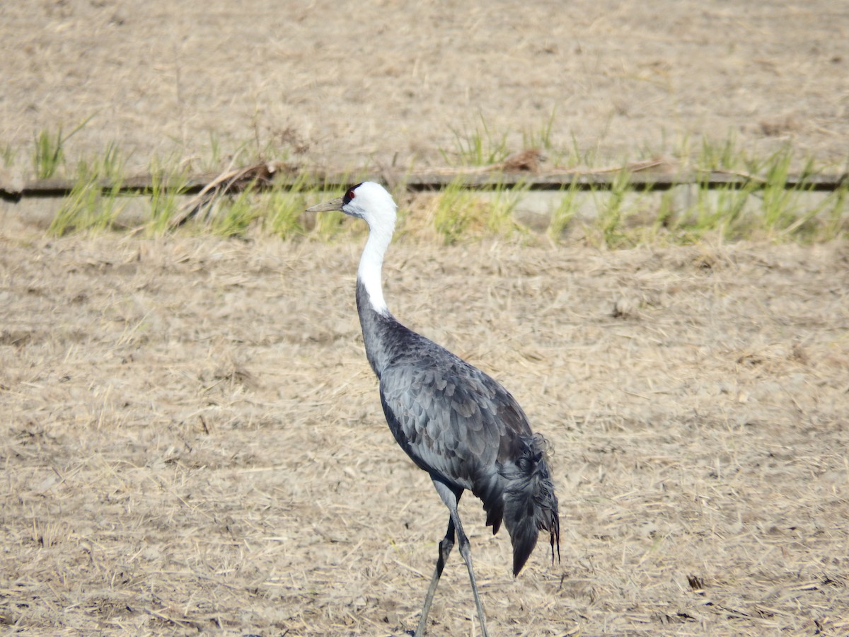 Hooded Crane - ML645249741