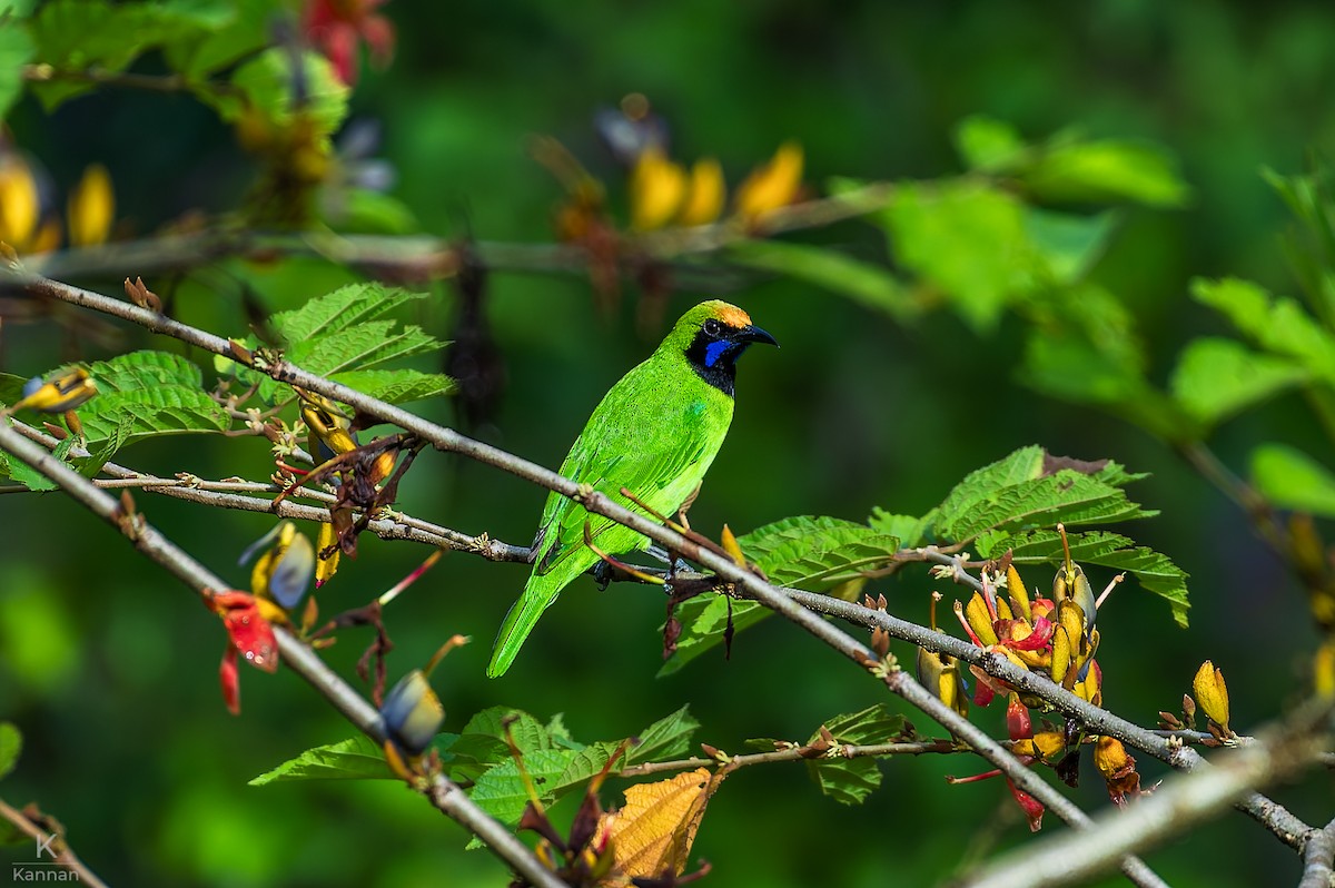 Золотолобая листовка - ML645249750