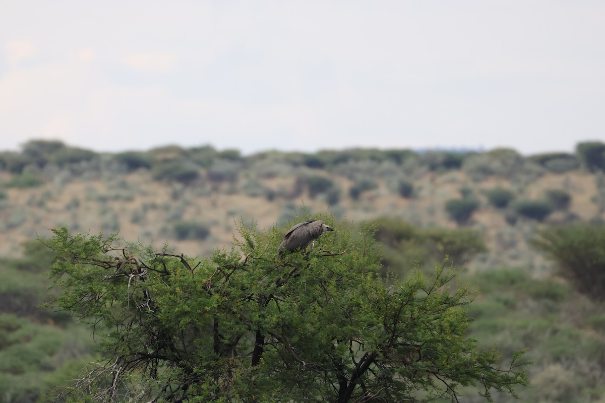White-backed Vulture - ML645249751