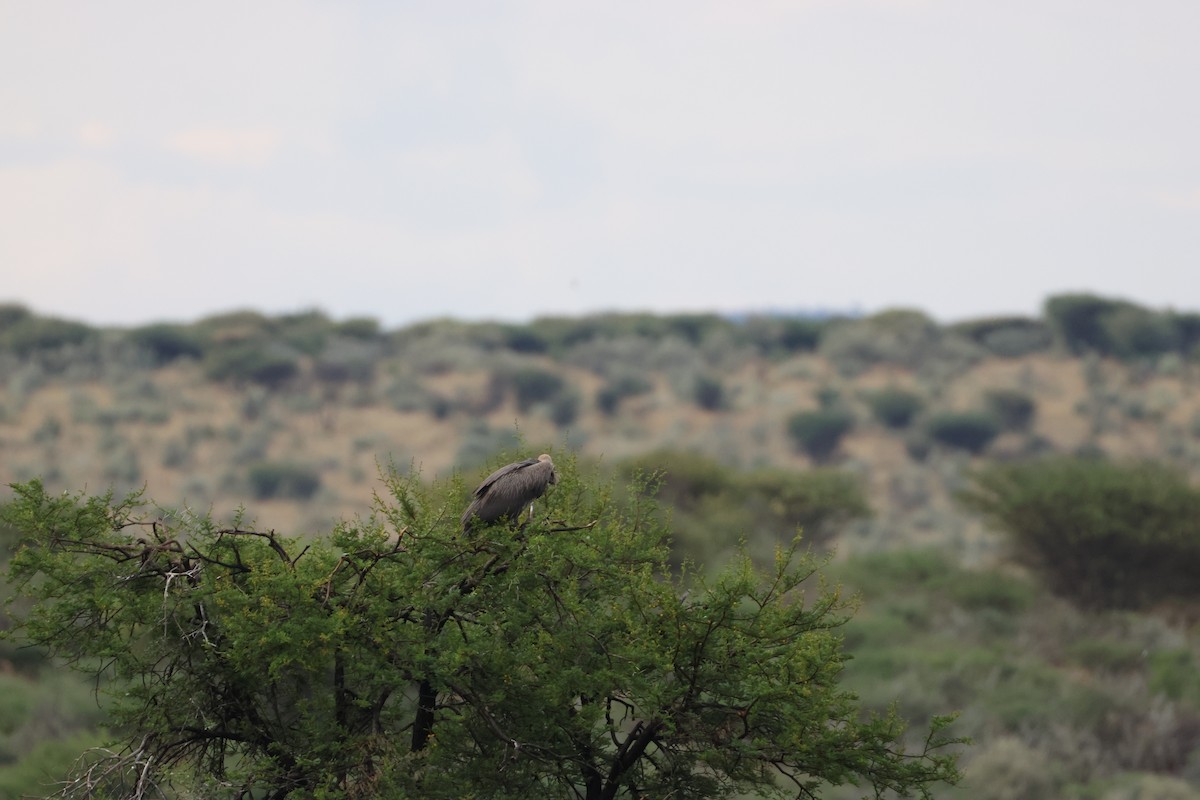 White-backed Vulture - ML645249752