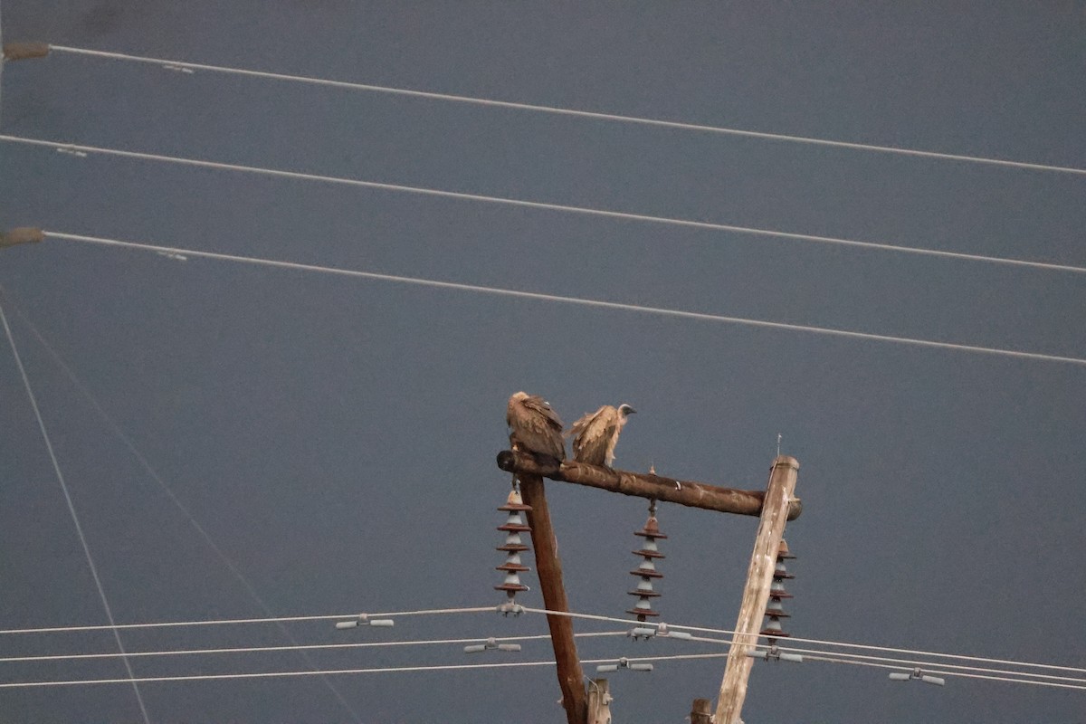 White-backed Vulture - ML645249753