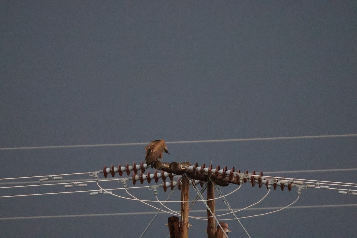 White-backed Vulture - ML645249754
