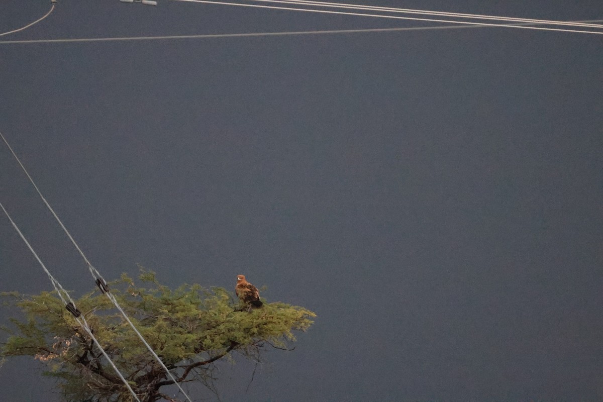 Tawny Eagle - ML645249755