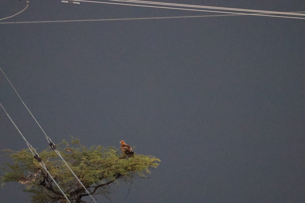 Tawny Eagle - ML645249756