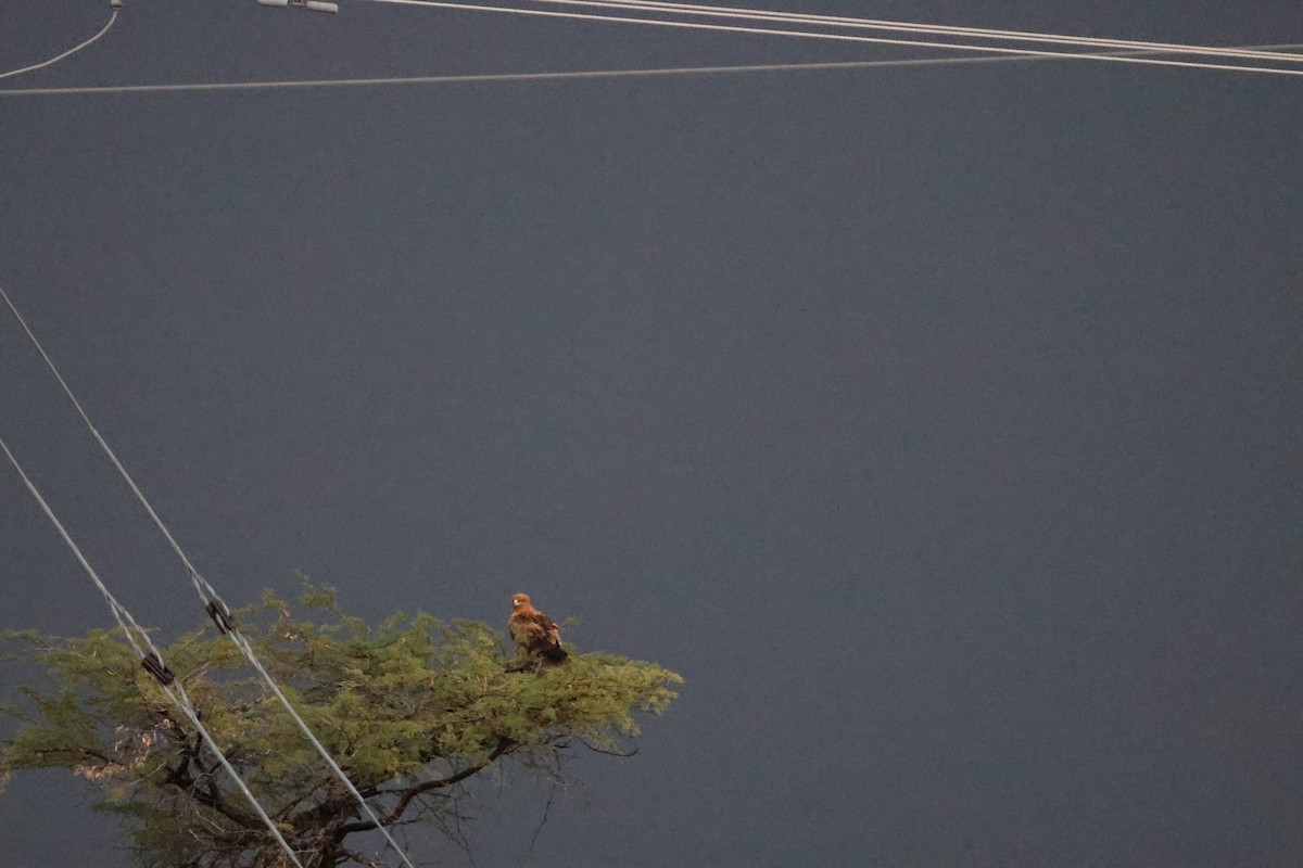 Tawny Eagle - ML645249757