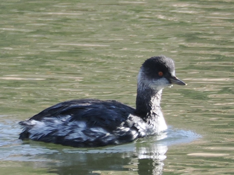 ハジロカイツブリ - ML645249759