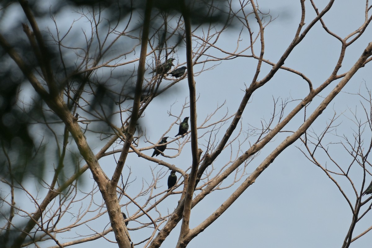 Красноглазый скворец - ML645249767