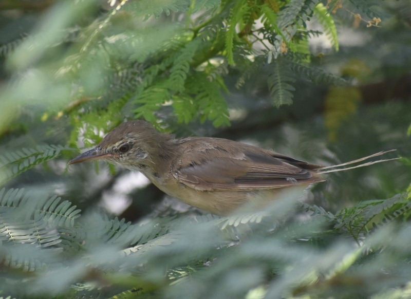 Clamorous Reed Warbler - ML645249791