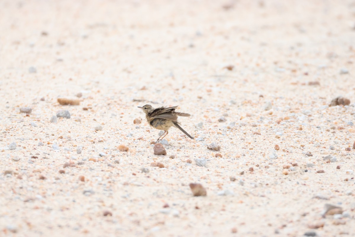 Nicholson's Pipit - ML645249797