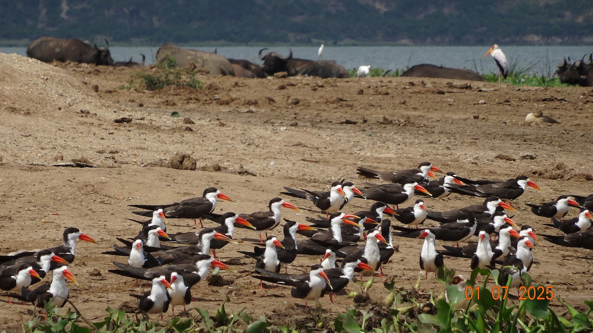 African Skimmer - ML645249798