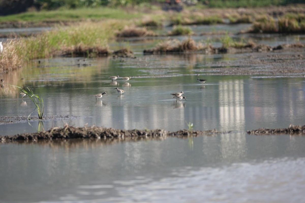 タカブシギ - ML645249819