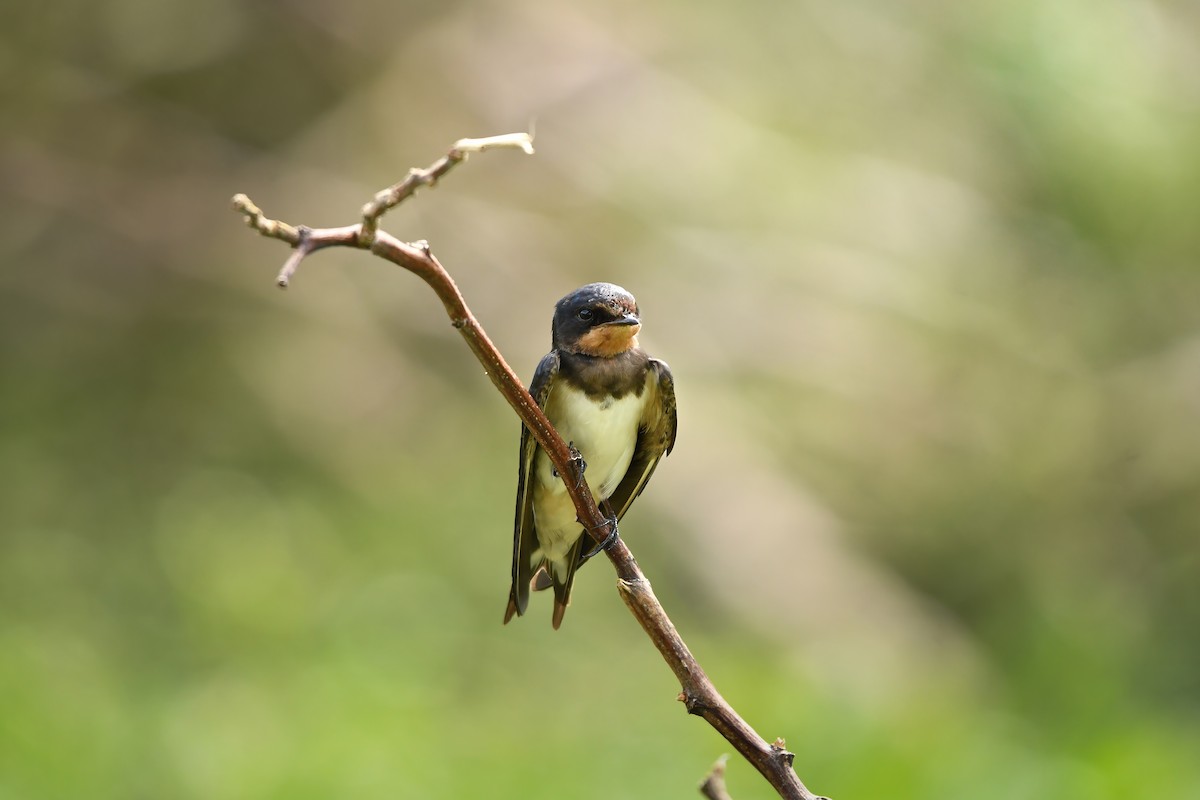 vlaštovka obecná - ML645249823