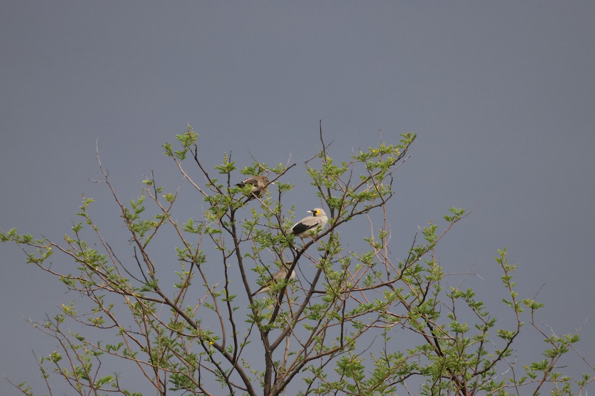 Wattled Starling - ML645249824