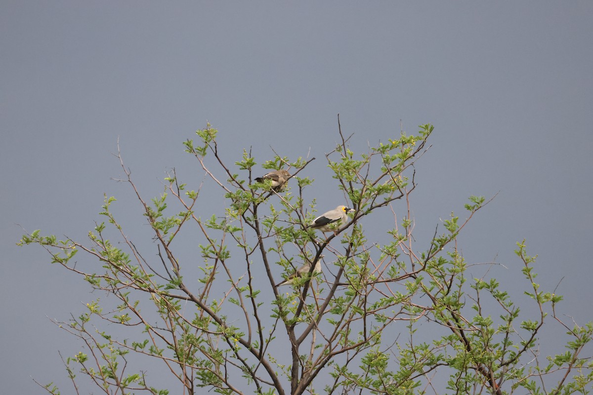 Wattled Starling - ML645249825