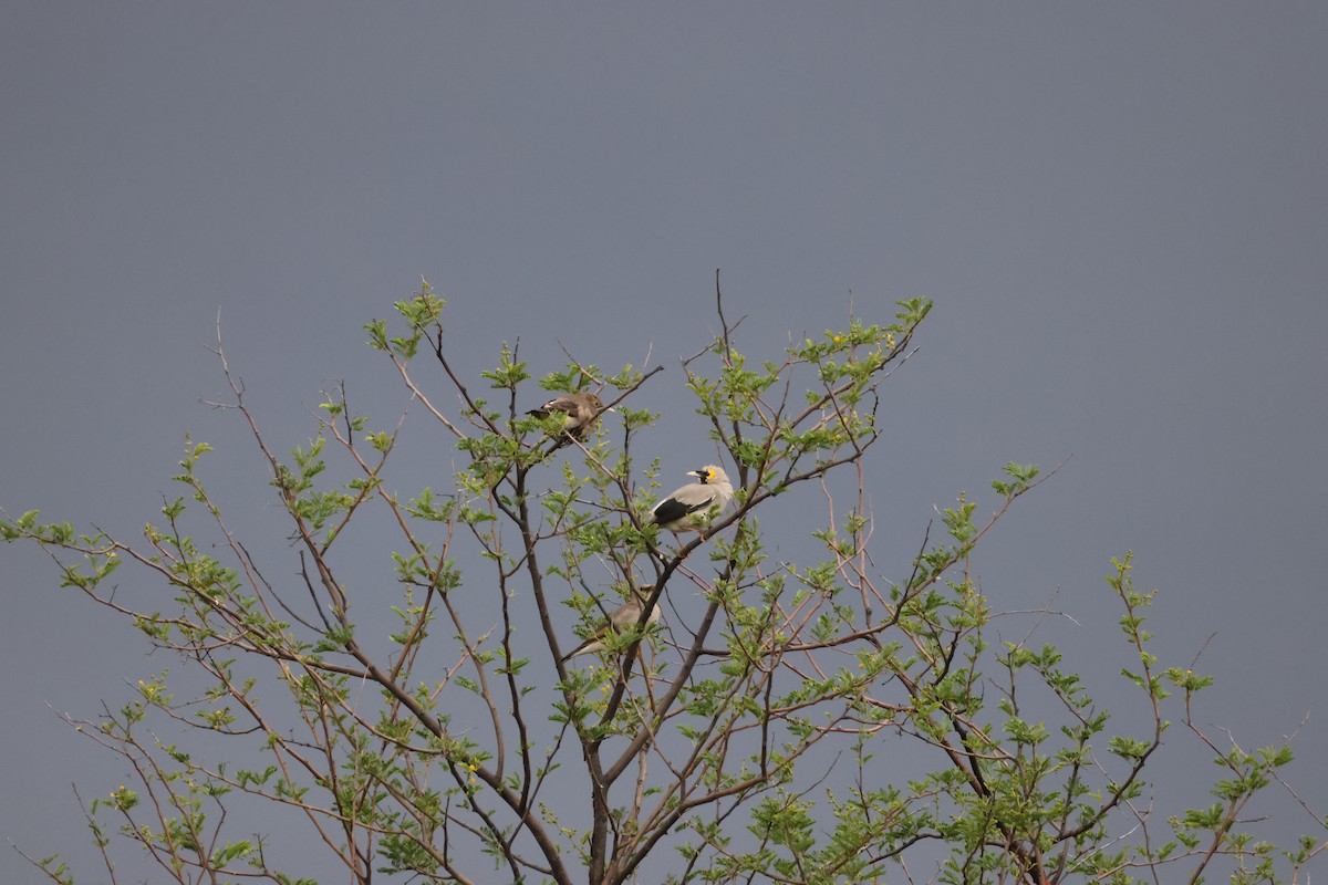 Wattled Starling - ML645249826