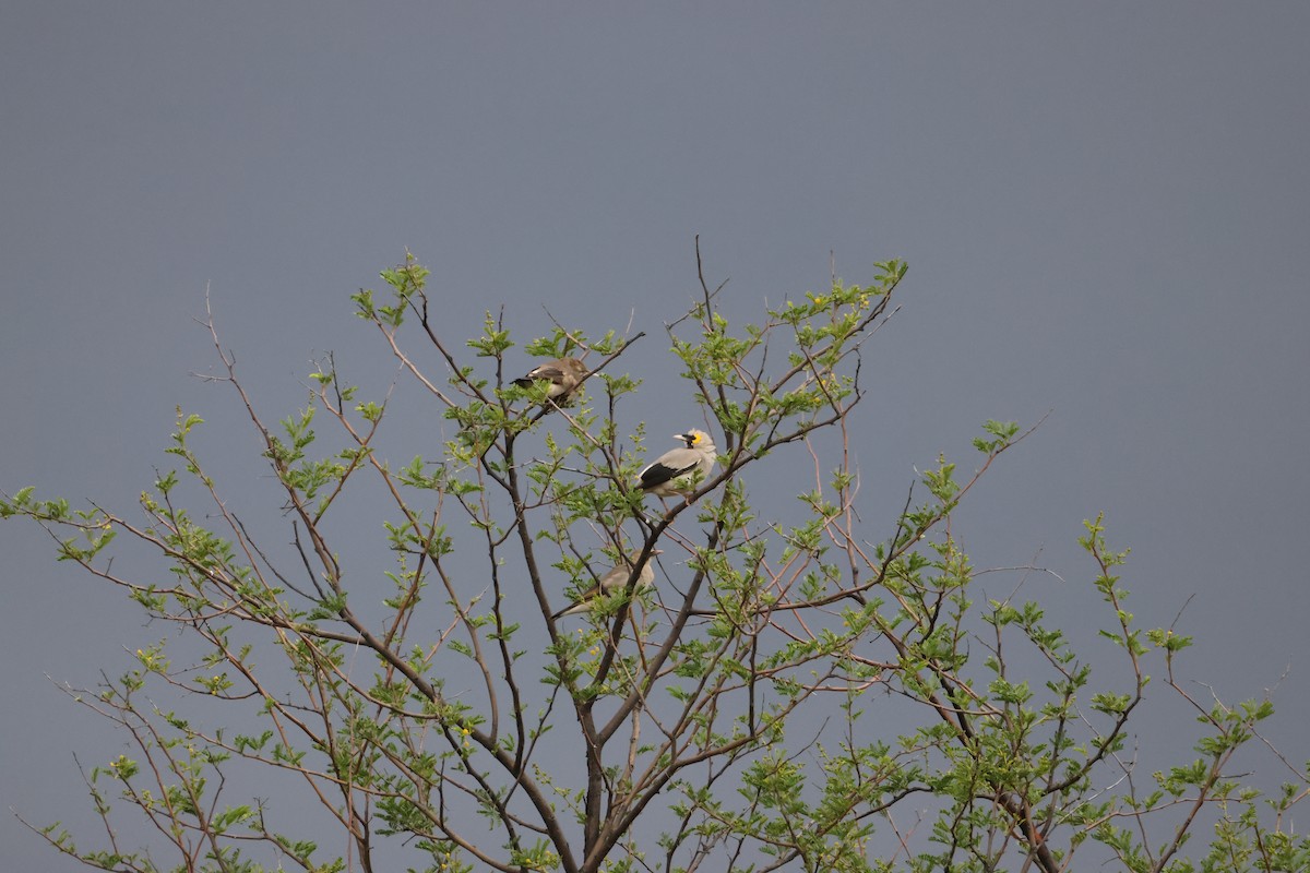 Wattled Starling - ML645249827