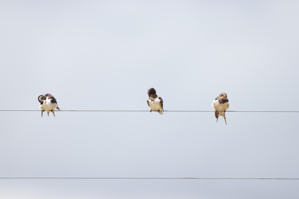 vlaštovka obecná - ML645249834