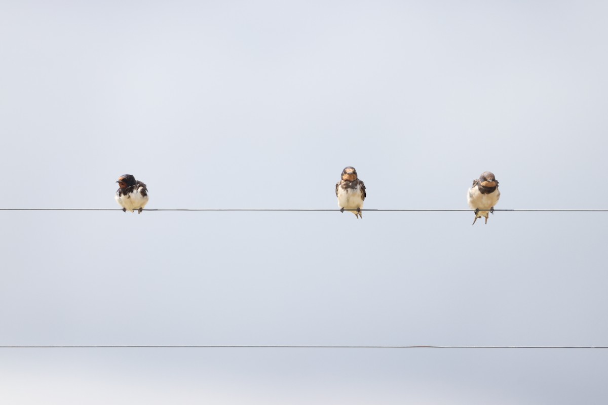 vlaštovka obecná - ML645249835