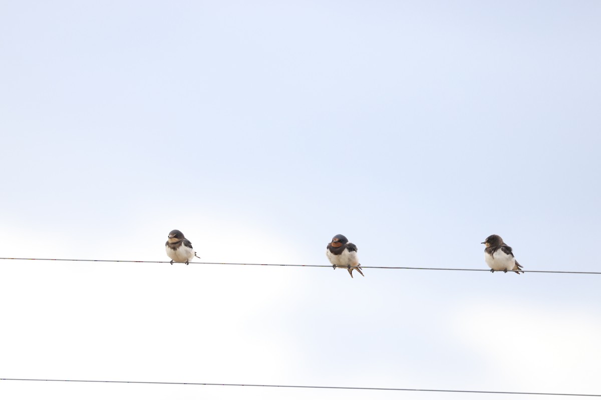 vlaštovka obecná - ML645249837