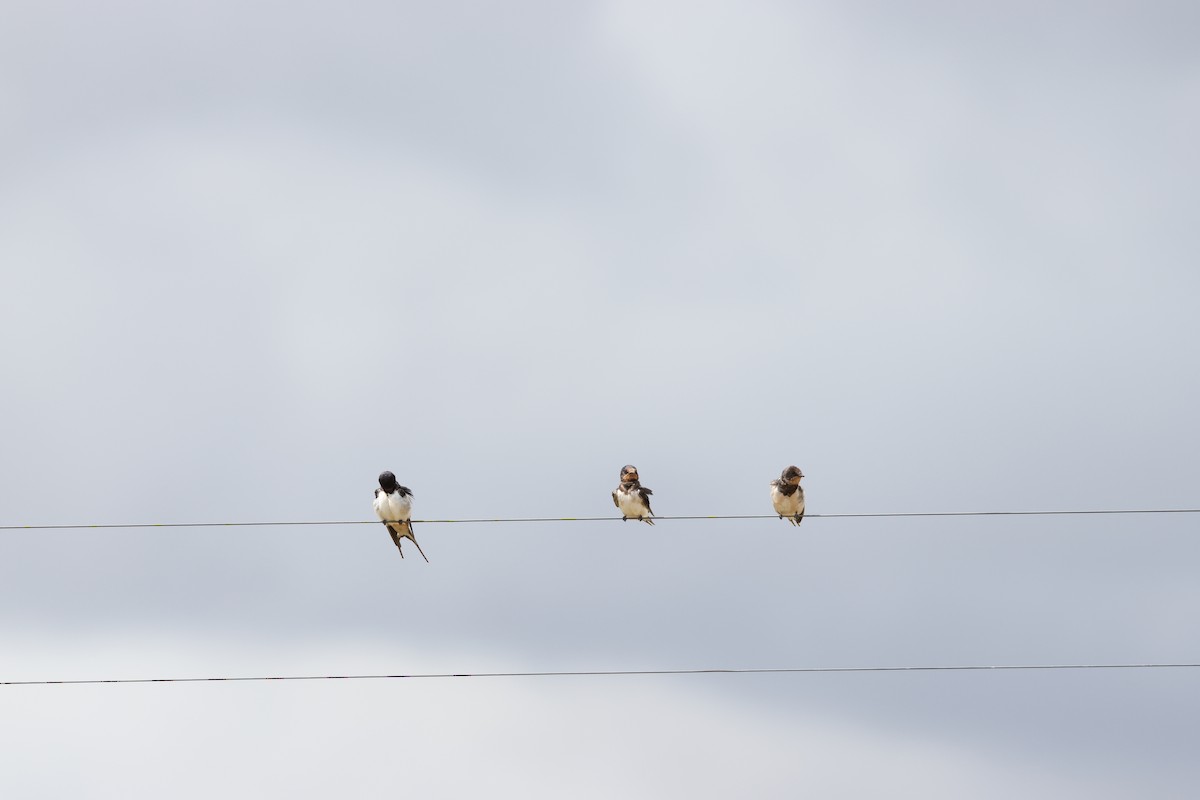 vlaštovka obecná - ML645249838