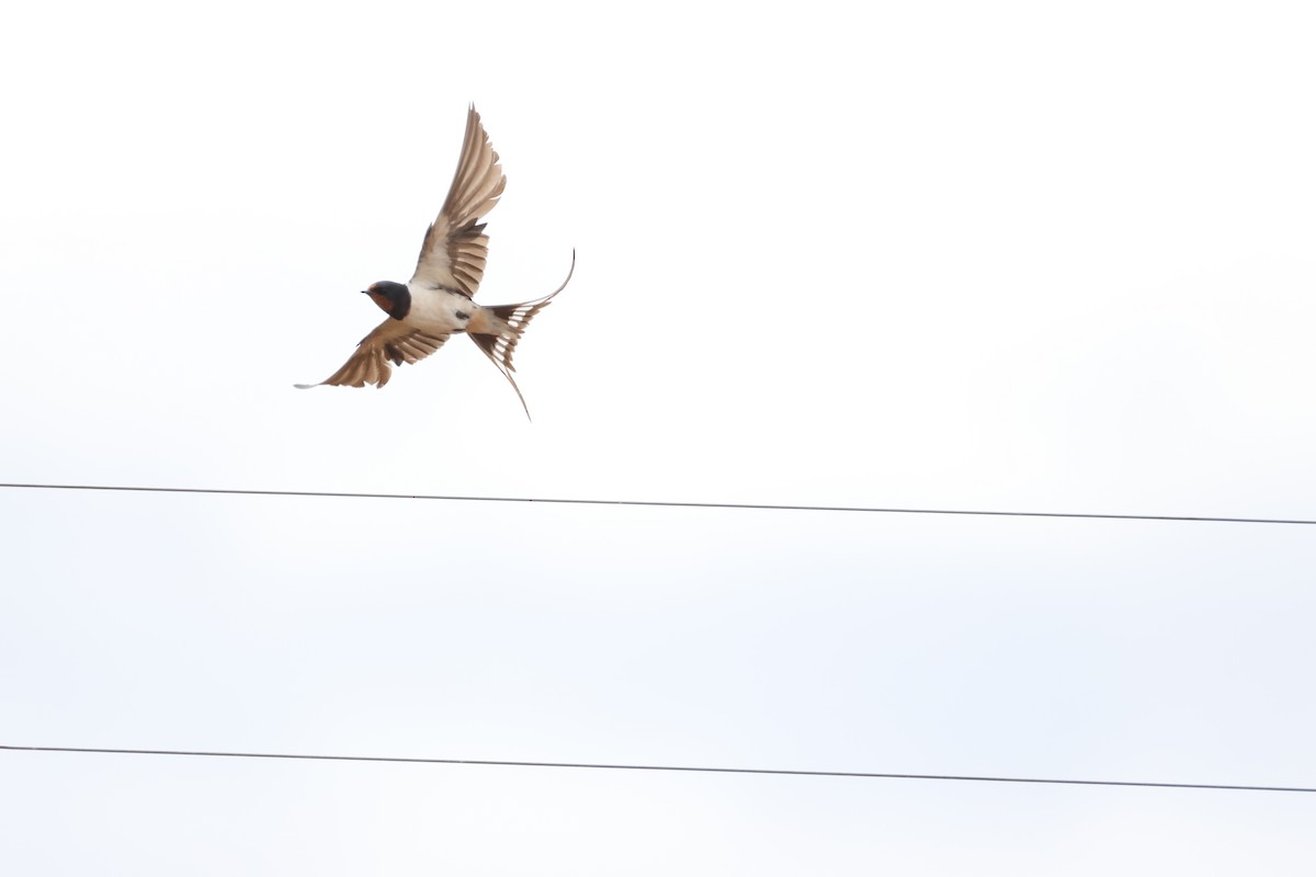 vlaštovka obecná - ML645249839