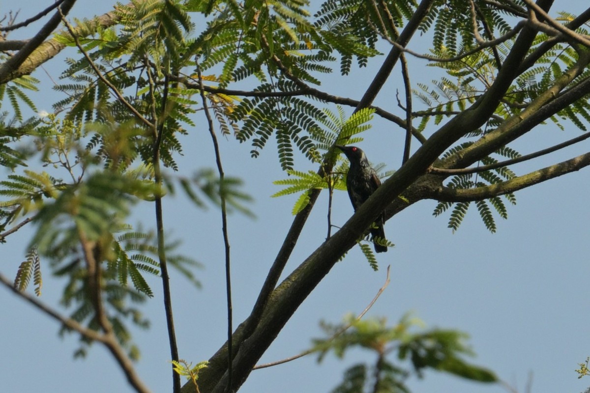 Красноглазый скворец - ML645249840