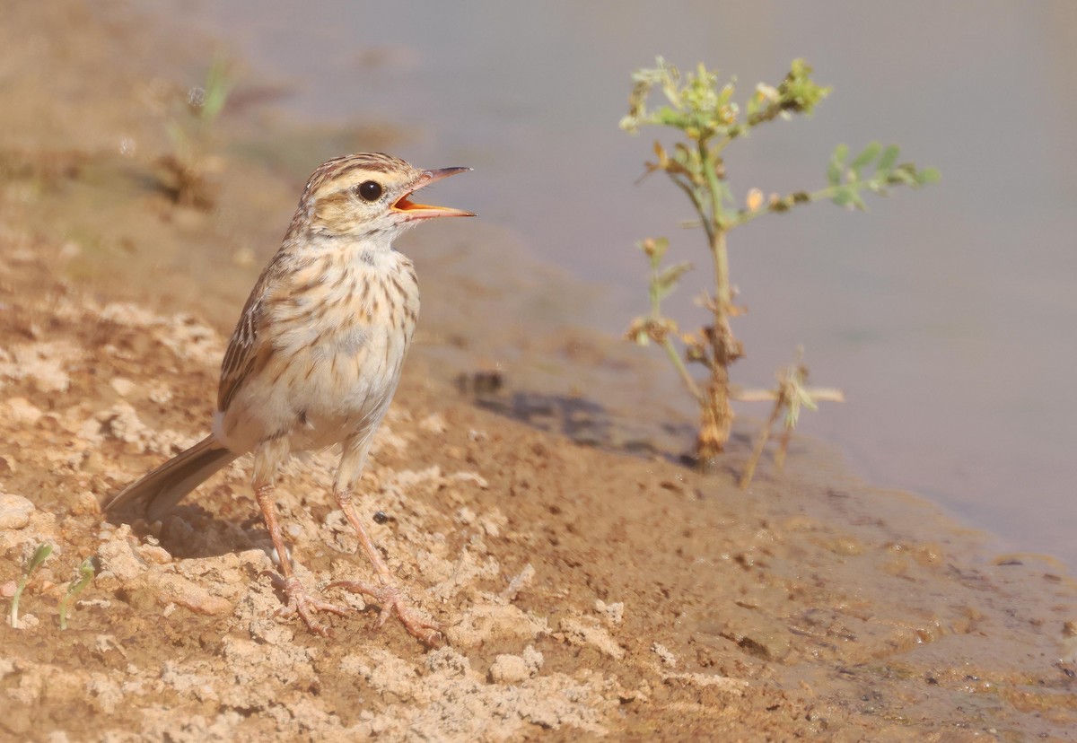Australian Pipit - ML645249841