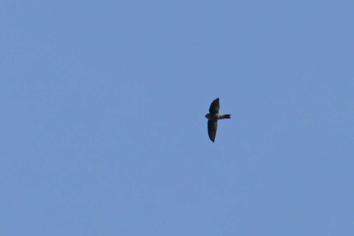 salangana světlebřichá - ML645249842