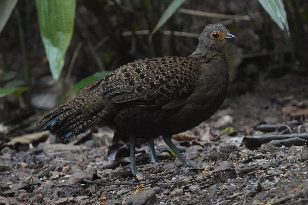 Bornean Peacock-Pheasant - ML645249843