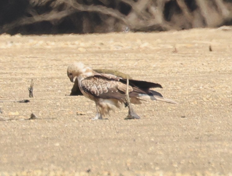 Whistling Kite - ML645249846