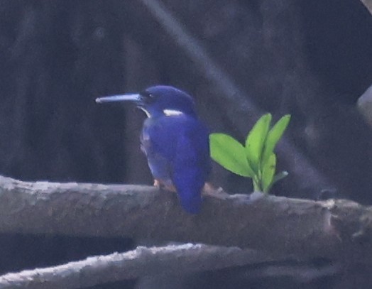 Azure Kingfisher - ML645249848