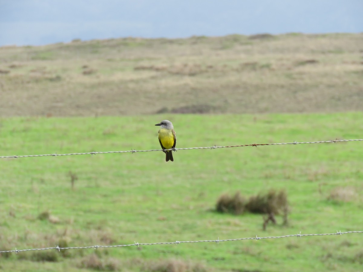 Tropical Kingbird - ML645249856