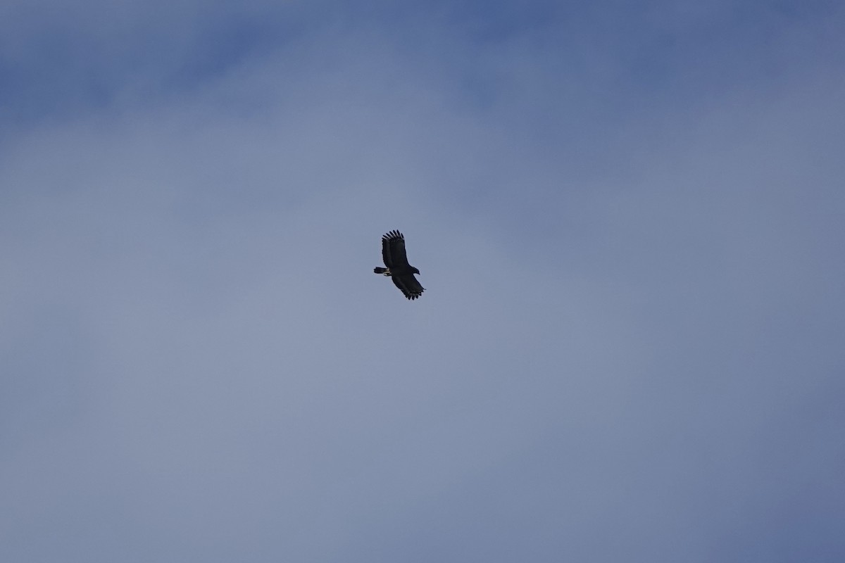 Crested Serpent-Eagle - ML645249858