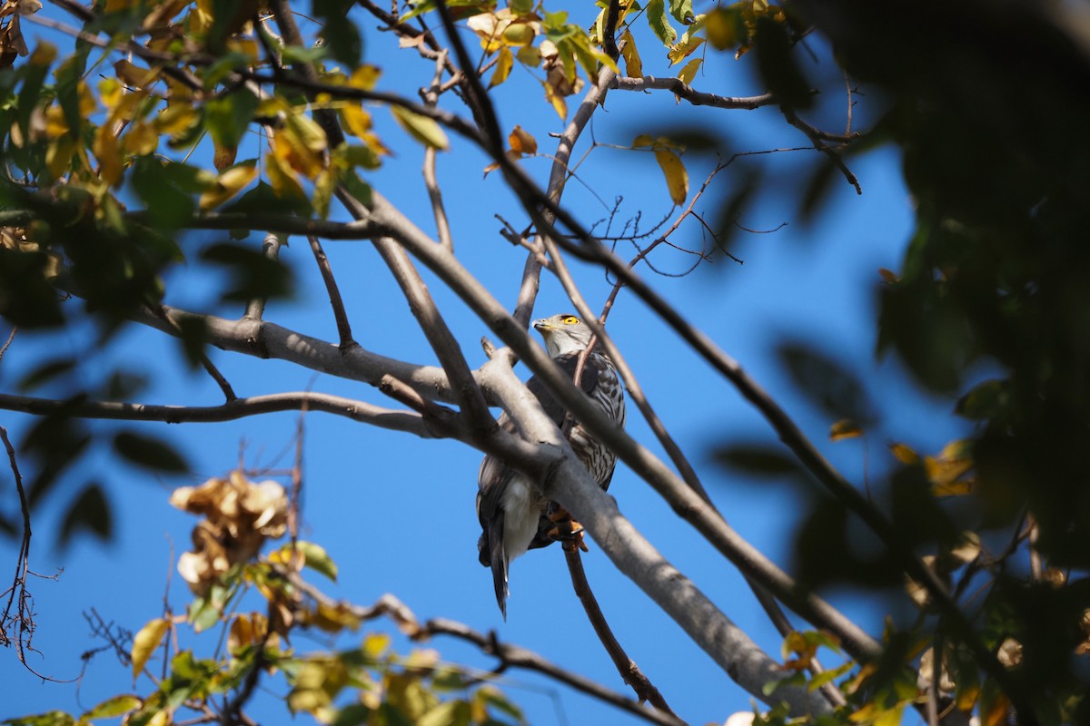 Crested Goshawk - ML645249873