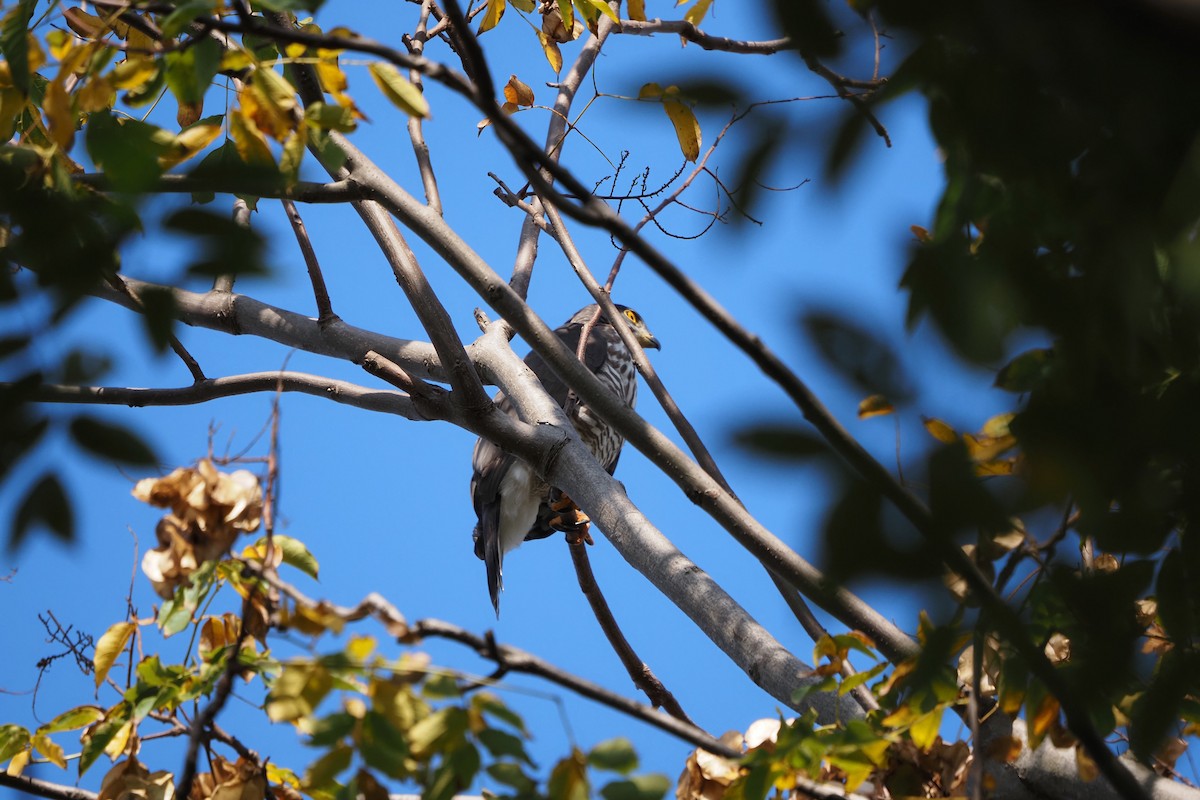 Crested Goshawk - ML645249874