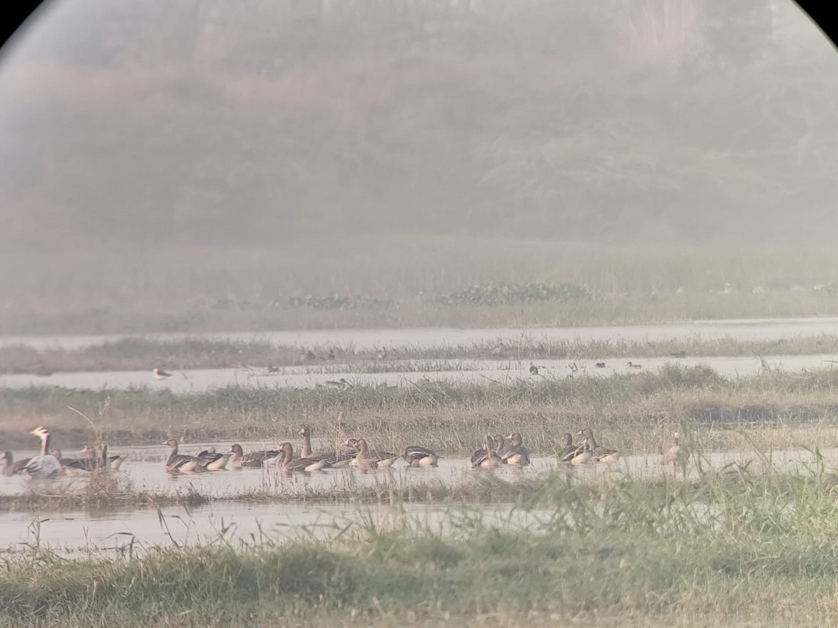 Greater White-fronted Goose - ML645249877
