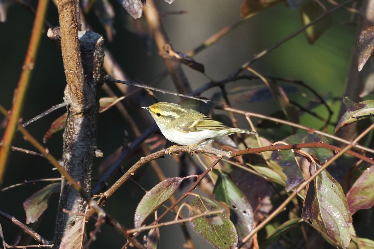Pallas's Leaf Warbler - ML645249880