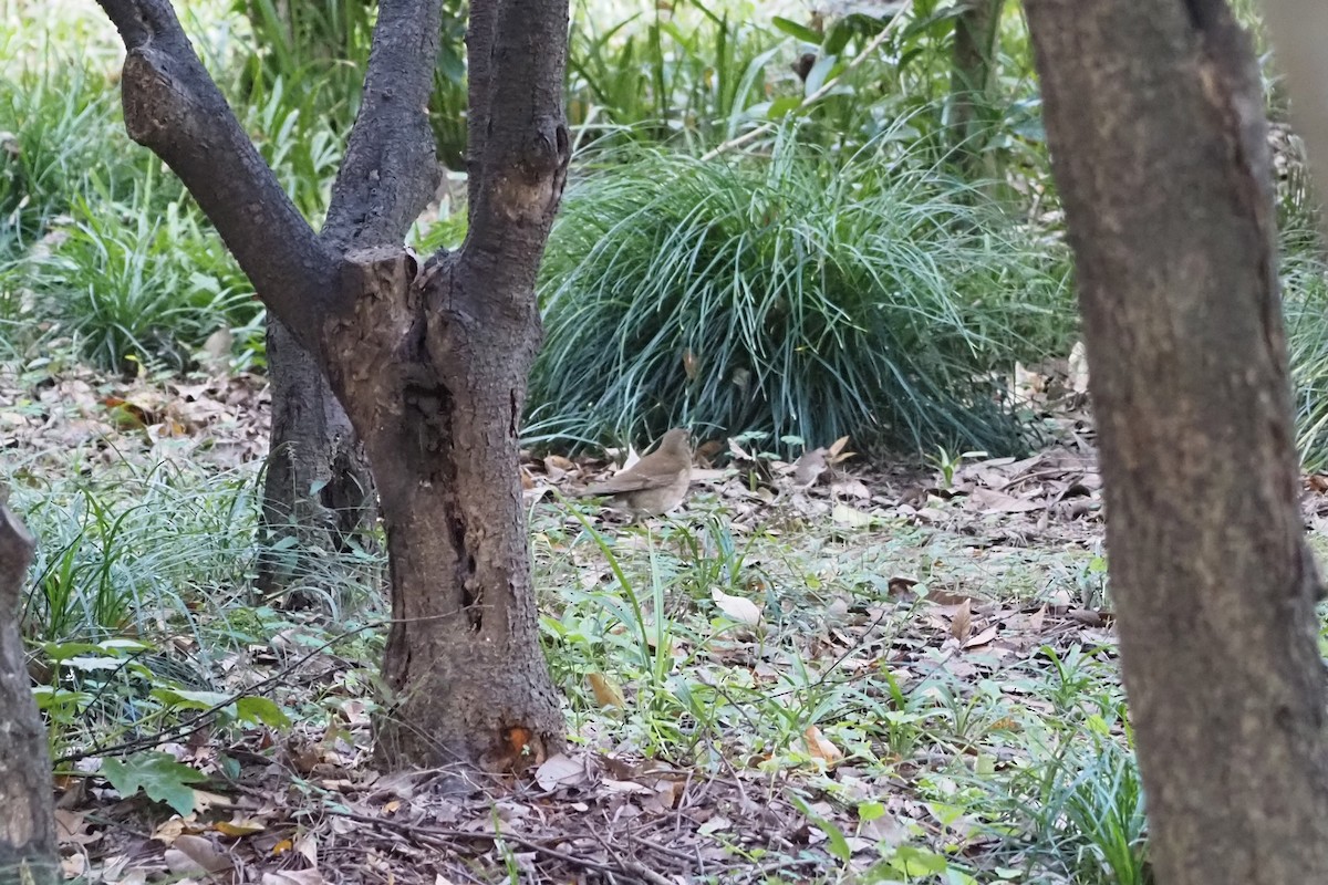 Pale Thrush - ML645249884