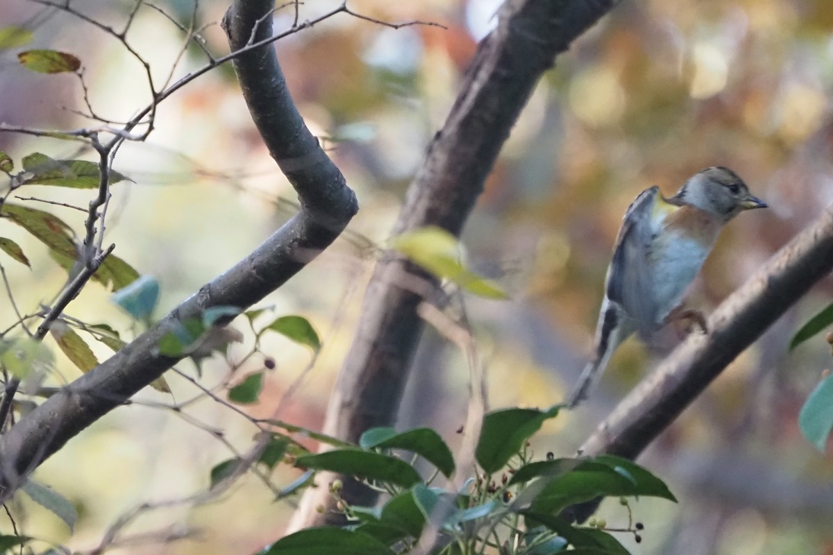 Brambling - ML645249886