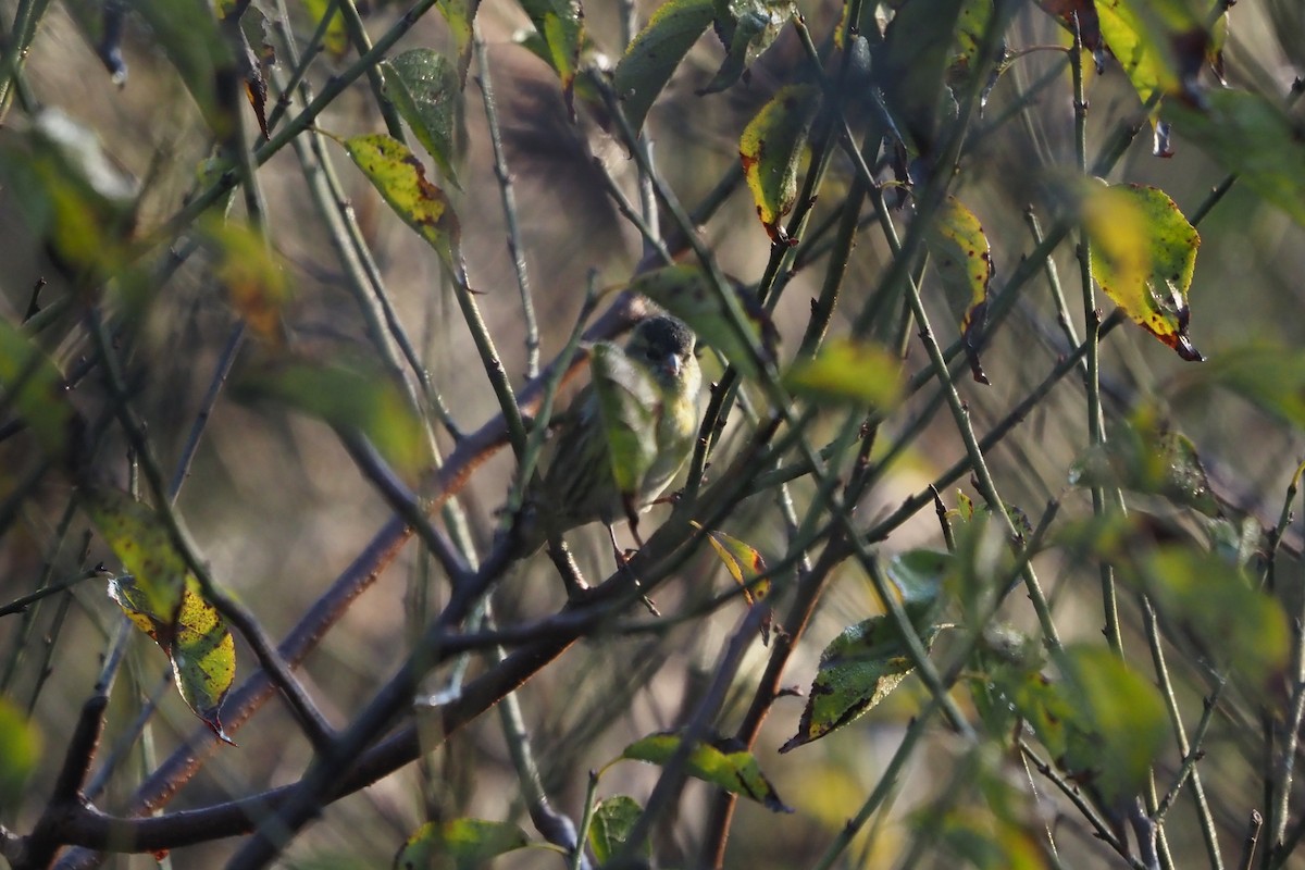 Eurasian Siskin - ML645249888