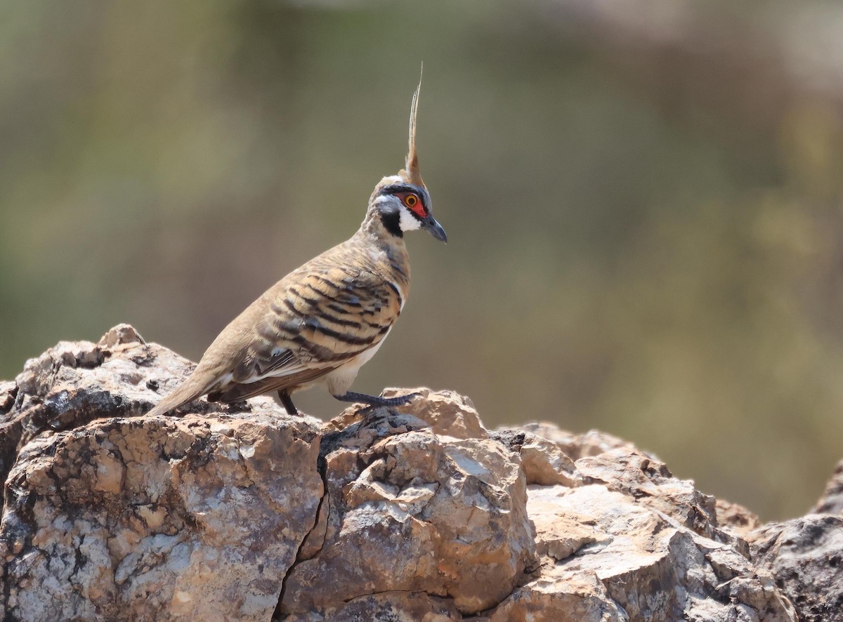 Острохохлый бронзовокрыл - ML645249889